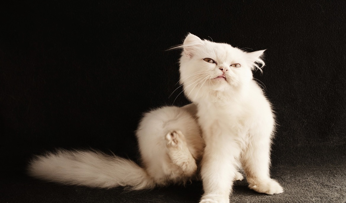 Blechy u koček: co pomáhá proti blechám u koček